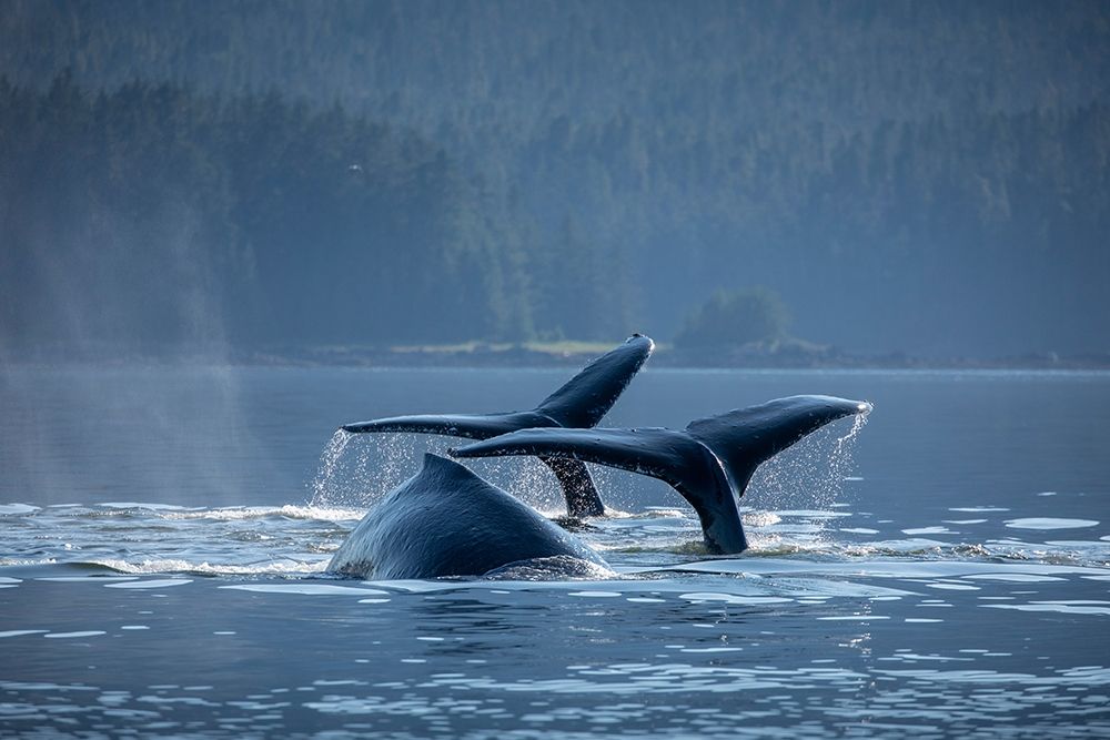 Alaska-Humpback Whales dive while bubble net feeding in Frederick Sound near Kupreanof Island